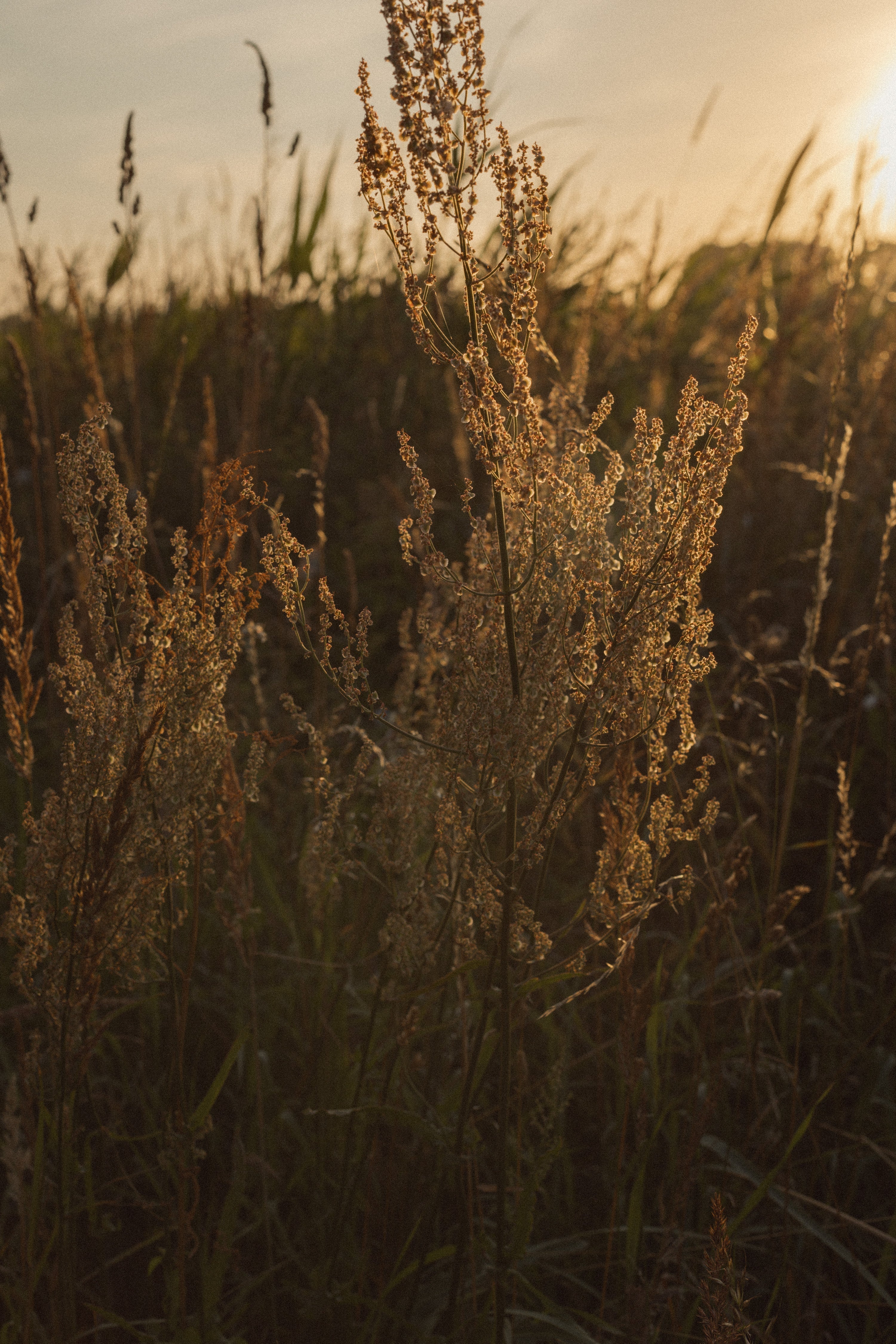 Inner Peace Meditation