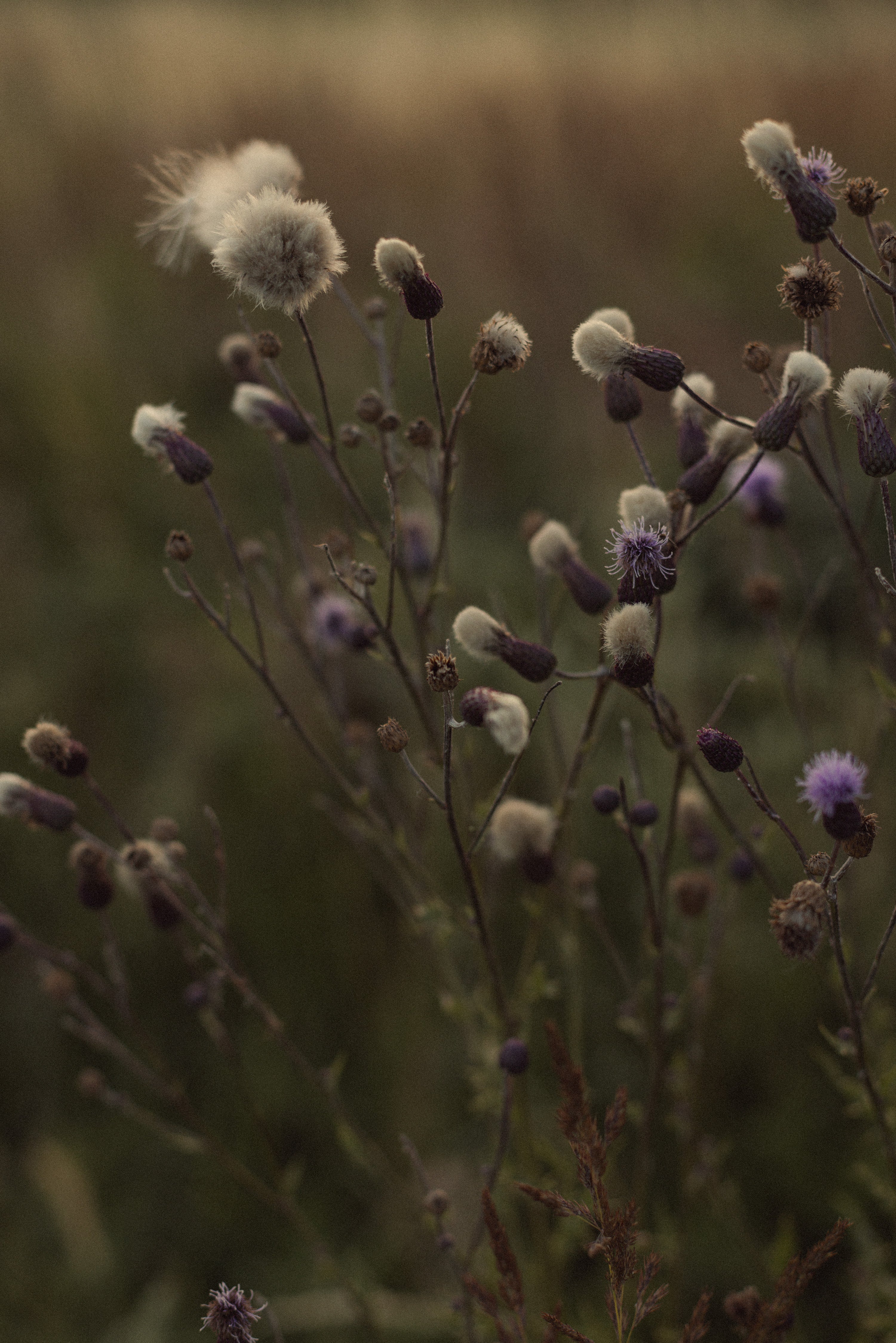 Mindful Breath Meditation